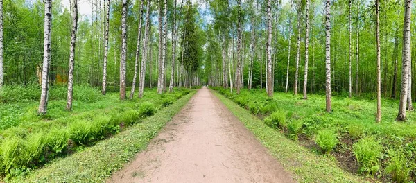 Panoramic image of the straight path in the forest among birch trunks in sunny weather, sun rays break through the foliage, nobody