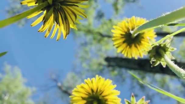 Primer plano de vídeo de las flores dientes de león en el día soleado, hierba verde, vista inferior — Vídeos de Stock