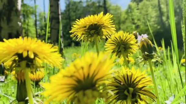 Közelkép videó a virágok pitypangok napsütéses napon, zöld fű, alsó nézet — Stock videók