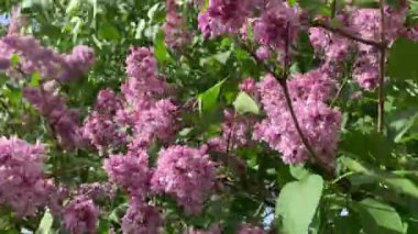 Çiçek açan bir leylak dalının yakın çekim videosu, güneşli bir hava.