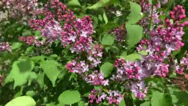Zbliżenie wideo kwitnących gałęzi liliowej, słonecznej pogody — Wideo stockowe