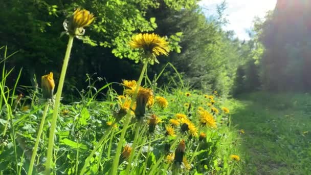 Primer plano de vídeo de las flores dientes de león en el camino rural al atardecer, hierba verde, vista inferior — Vídeos de Stock