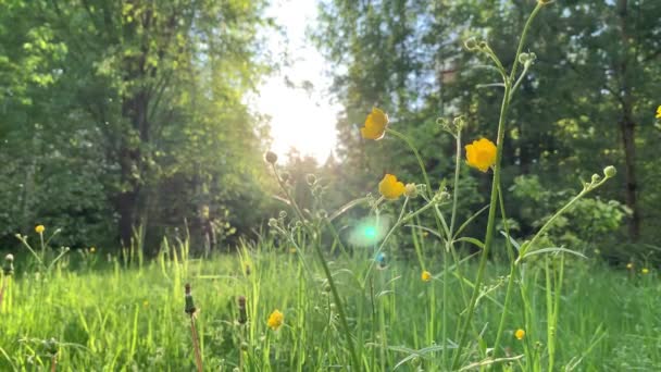 Primer plano de vídeo de las flores amarillas al atardecer, hierba verde, vista inferior — Vídeos de Stock