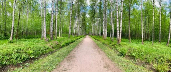 Panoramiczny obraz prostej ścieżki w lesie wśród pni brzozowych w słoneczną pogodę, promienie słoneczne przebijają się przez liście, nikt — Zdjęcie stockowe