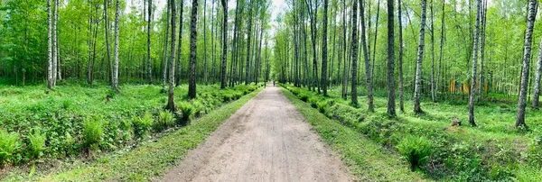 Panoramic image of the straight path in the forest among birch trunks in sunny weather, sun rays break through the foliage, nobody