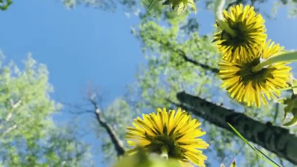 Närbild video av blommor maskrosor på solig dag, grönt gräs, bottenvy — Stockvideo