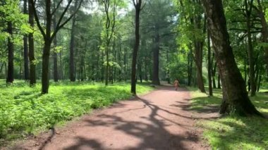 Sarı şortlu adam sabah koşusunu parkta, baharı ormanda, uzun ağaç gölgelerinde, tomurcuklanan ağaçlarda, huş gövdelerinde, güneşli günde, ormanda patikada yapar.