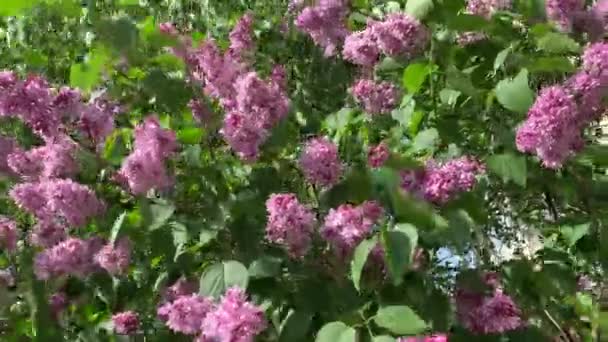 Egy közeli videó a virágzó ágak egy orgona, napos időjárás — Stock videók