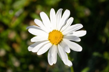 Arka planı bulanık olan üst görünüm merkezli beyaz papatya çiçeğinin yakın çekim