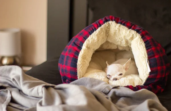 Pequeño perro chihuahua soñoliento lindo cómodo y relajante en la luz del sol de la mañana — Foto de Stock