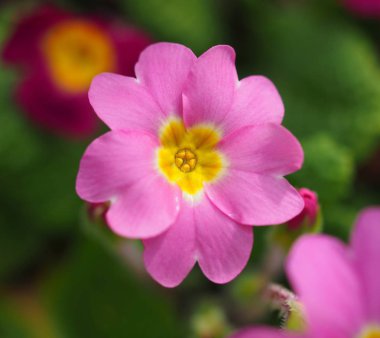Pembe primula tam Bloom