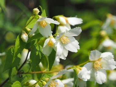 Sahte turuncu Philadelphus purpureomacuklatus