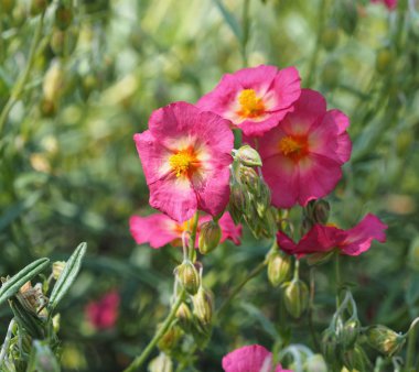 tam Bloom pembe helianthemum