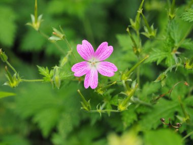 tam Bloom pembe Sardunya