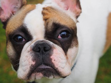 Fransız bulldog kameraya bakıyor.