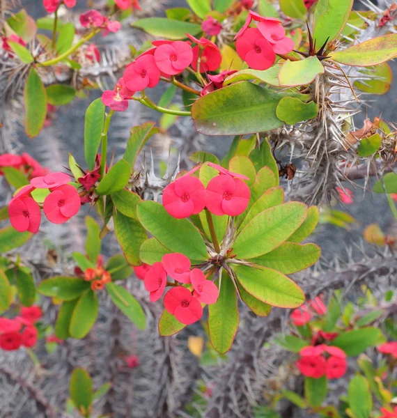 Euphorbia Milii Flower — стоковое фото