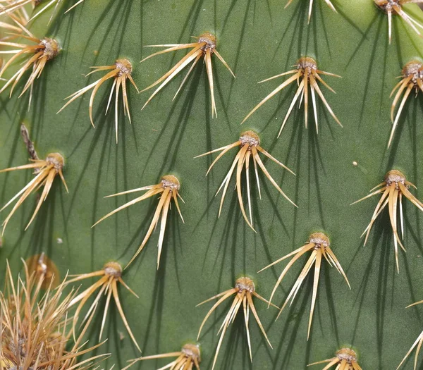 Kaktusz Mutatja Tüskék Hogy Fel Lehetne Használni Mint Háttér — Stock Fotó
