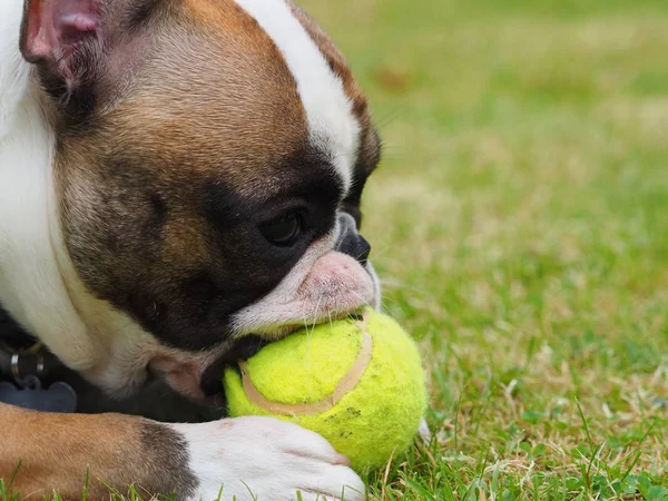 Jovem Francês Bulldog Com Uma Bola — Fotografia de Stock