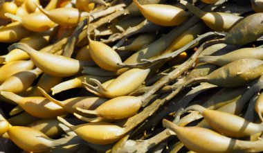 Arka plan olarak kullanılabilir gibi deniz yosunu