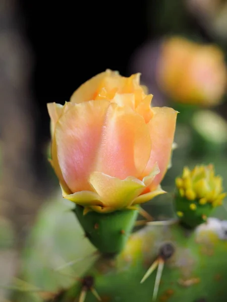 花にサボテンの花 — ストック写真