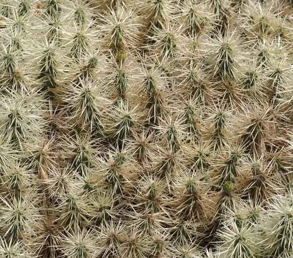 Stacheliger Kaktus Der Als Hintergrund Dienen Könnte — Stockfoto