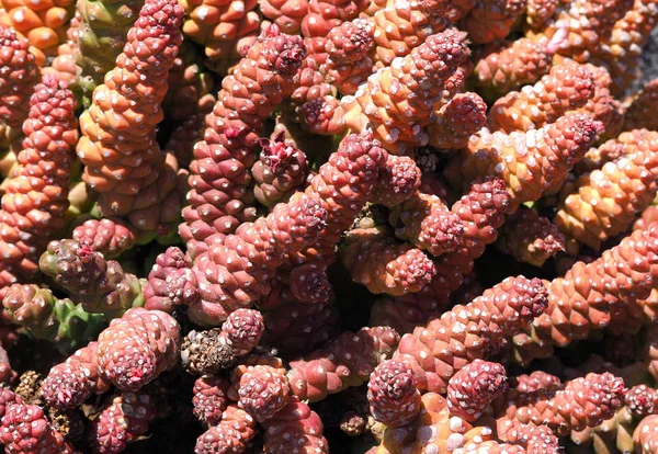Czerwony Kaktusa Który Może Służyć Jako Tło — Zdjęcie stockowe