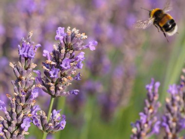 Lavanta bitki çiçek