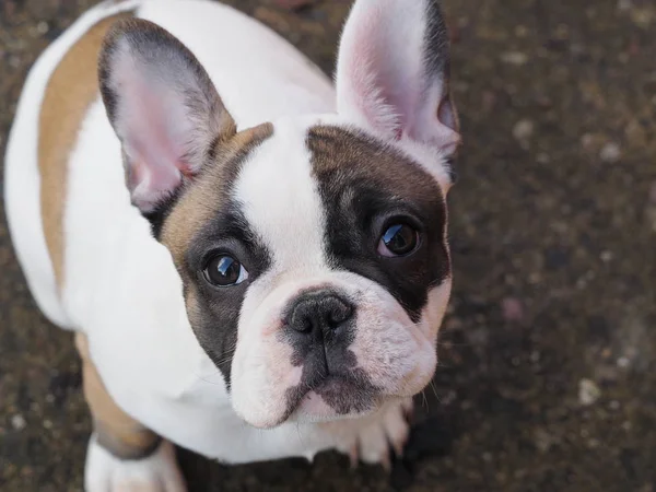 Een Franse Bulldog Pup — Stockfoto