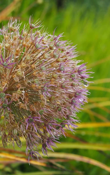Μεγάλο Allium Κεφάλι Σπόρου Σταγόνες Της Βροχής — Φωτογραφία Αρχείου