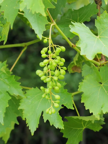 Grapes Forming Vine — Stock Photo, Image