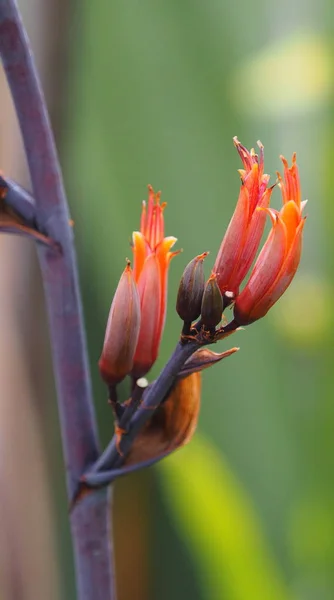 Phormium Virág Nyáron — Stock Fotó