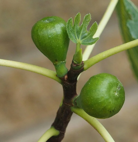 Growing Figs Fig Tree — Stock Photo, Image