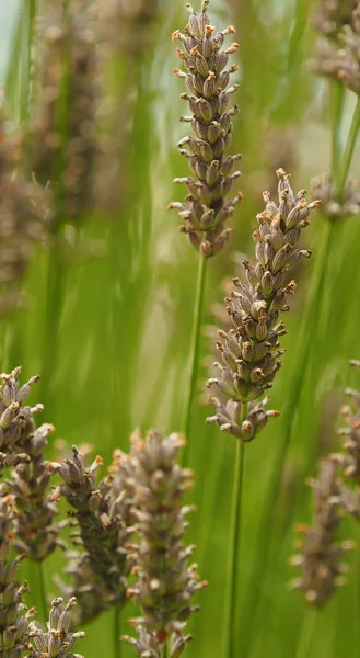 Cabeças Sementes Lavanda Final Verão — Fotografia de Stock