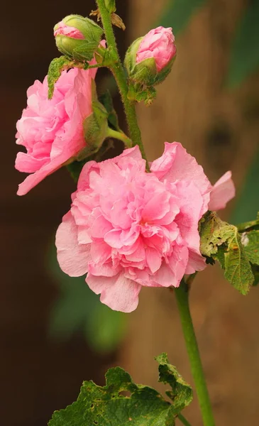 Flores Hollyhock Rosa Plena Floração — Fotografia de Stock