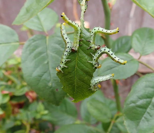 Sawfly Caterpillars Single Rose Leaf — Stock Photo, Image