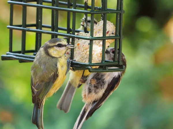 Juvenile Blue Tit Fat Feeder Long Tailed Tit — Stock Photo, Image