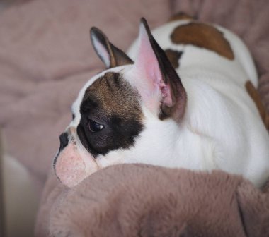 Genç bir Fransız buldozer