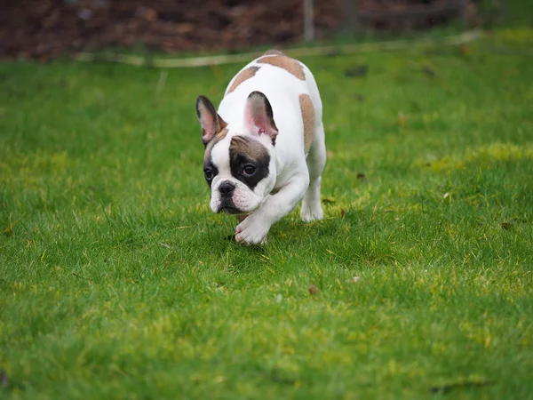 Een Jonge Franse Bulldog Spelen Tuin — Stockfoto