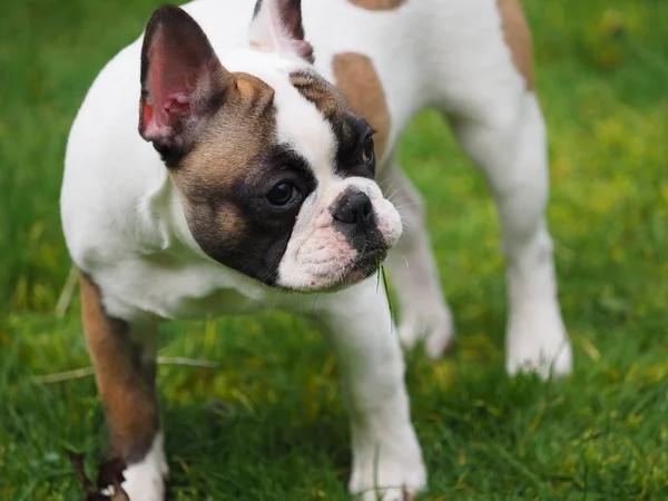 Jeune Bouledogue Français Avec Herbe Dans Bouche — Photo