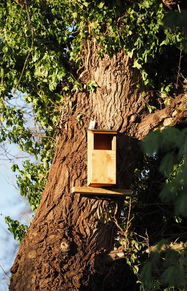 Tawny Coruja Caixa Aninhamento Uma Árvore Reino Unido — Fotografia de Stock