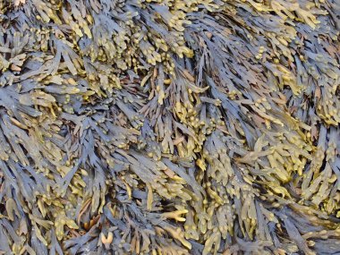 Arka plan olarak kullanılabilir gibi deniz yosunu