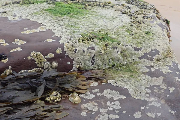 Kagylóval Kagylóval Hínárral Borított Szikla Skóciában — Stock Fotó
