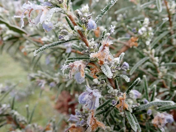 冬の間に霜に覆われたローズマリーハーブ — ストック写真
