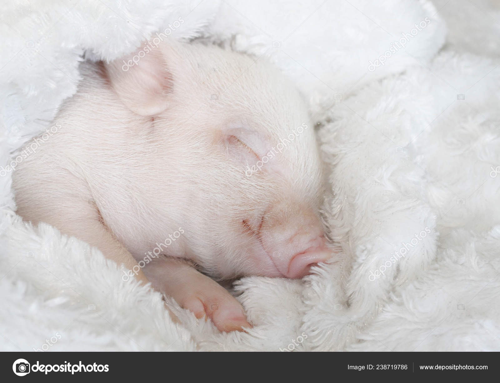 Cute pig sleeps on a striped Christmas pig — Stock Photo