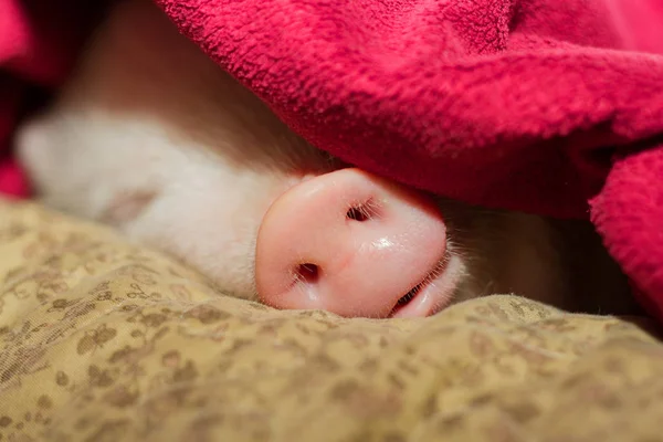 Ładny świnia śpi na paski koc. Boże Narodzenie świnia — Zdjęcie stockowe