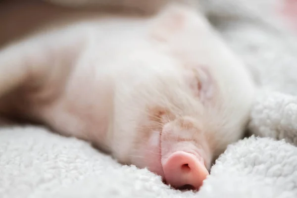 Ładny świnia śpi na paski koc. Boże Narodzenie świnia — Zdjęcie stockowe