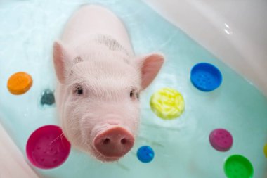 Cute little piggy floating in blue water . clipart