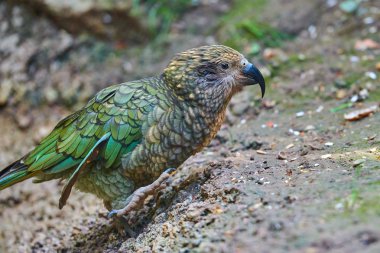 Kea alp papağan (Nestor notabilis)