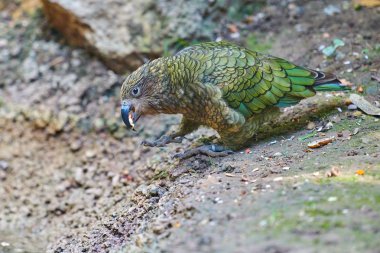 Kea alp papağan (Nestor notabilis)