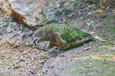 Kea alp papağan (Nestor notabilis)